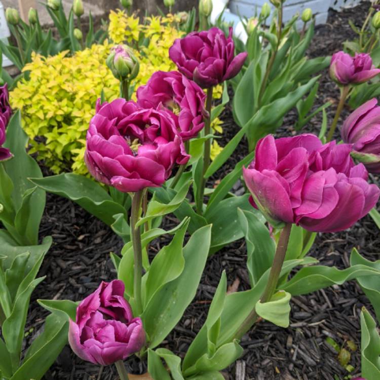 Plant image Tulipa 'Blue Spectacle'