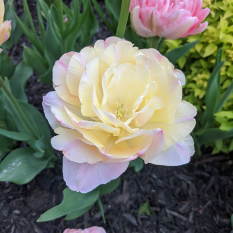 Plant image Tulipa 'Creme Upstar'