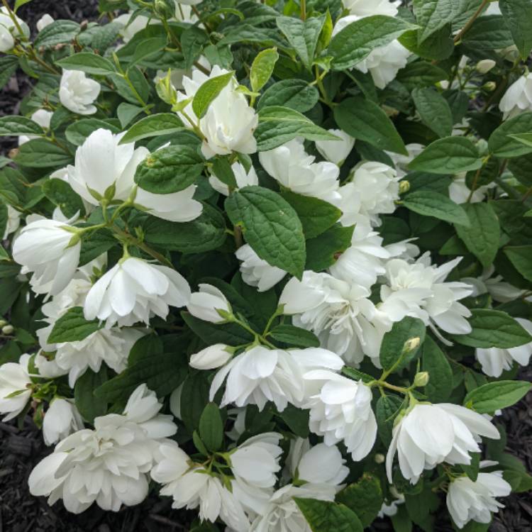 Plant image Philadelphus 'Snowbelle'