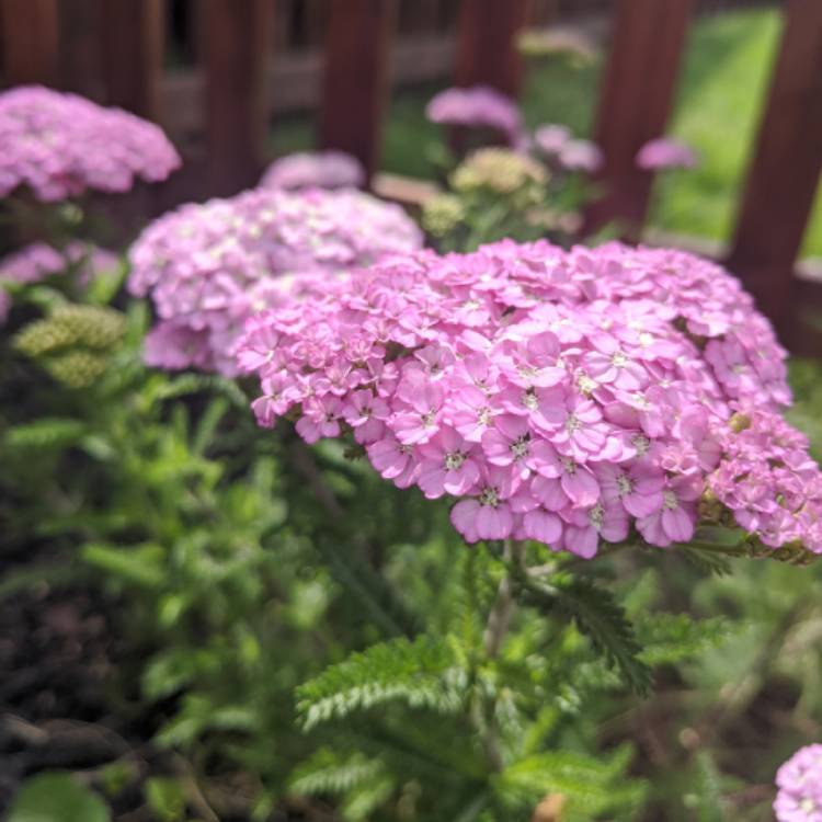 Plant image Achillea millefolium 'Apple Blossom'