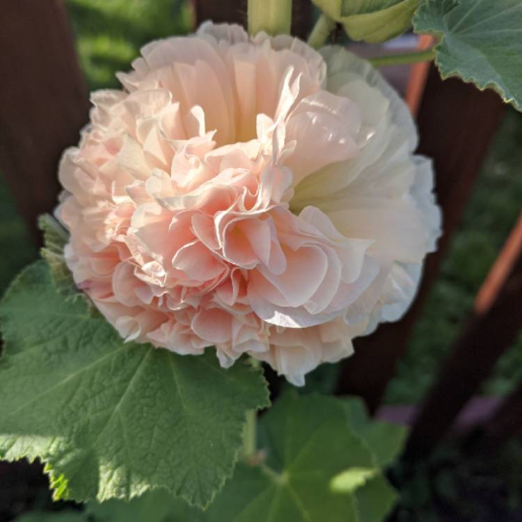 Plant image Alcea rosea 'Chater's Double Group Salmon Pink'