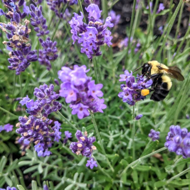 Plant image Lavandula angustifolia 'Anna'