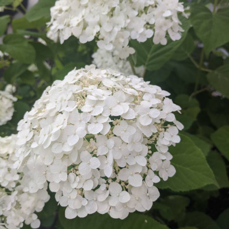 Plant image Hydrangea arborescens 'Incrediball'