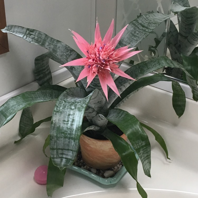 Plant image Aechmea fasciata