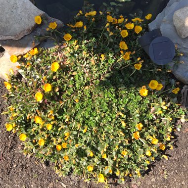 Portulaca oleracea