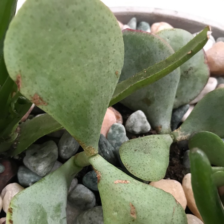 Plant image Crassula arborescens subsp. undulatifolia 'Bluebird'