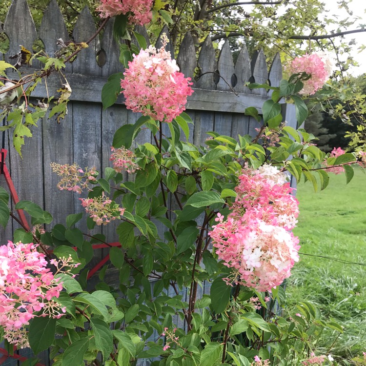 Plant image Hydrangea paniculata 'Renhy'