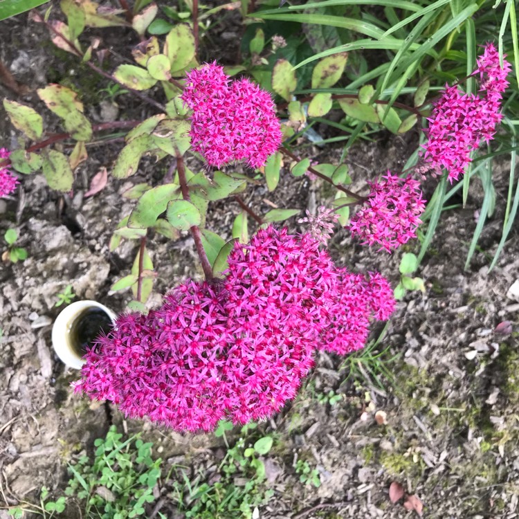 Plant image Sedum Spurium 'Solarity'