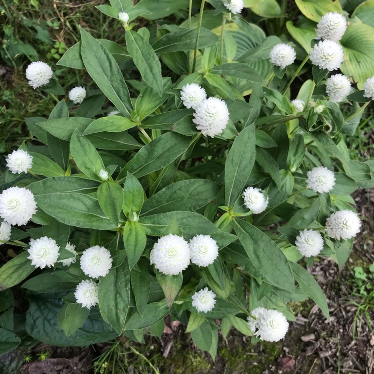 Plant image Gomphrena globosa