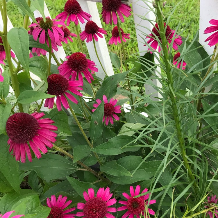 Plant image Echinacea 'Raspberry Truffle'