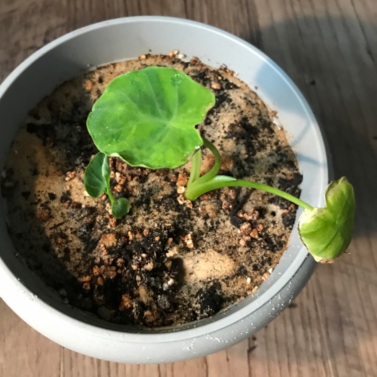 Plant image Alocasia macrorrhizos