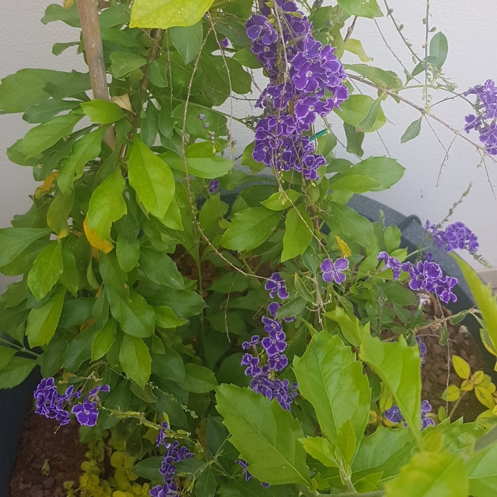 Plant image Duranta