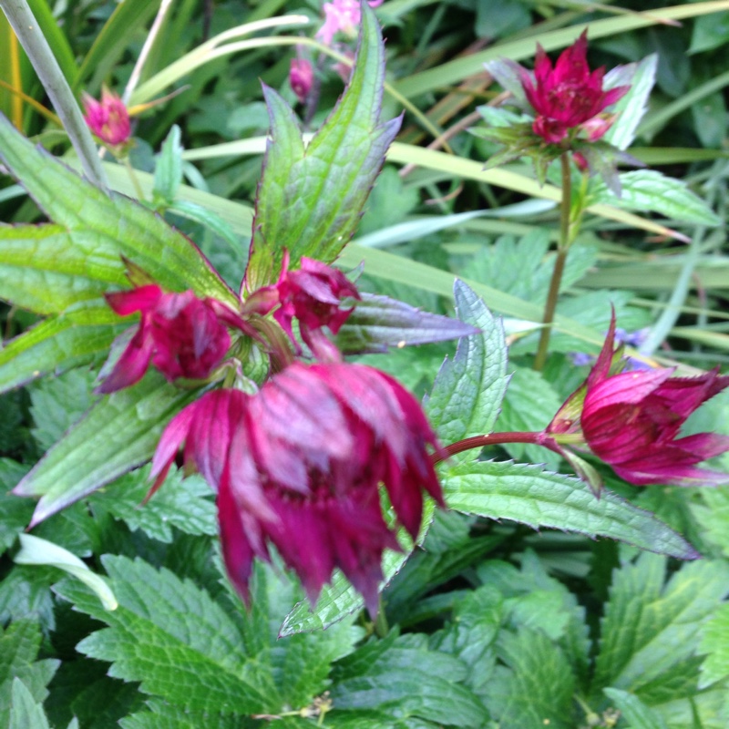 Plant image Astrantia major 'Rubra'