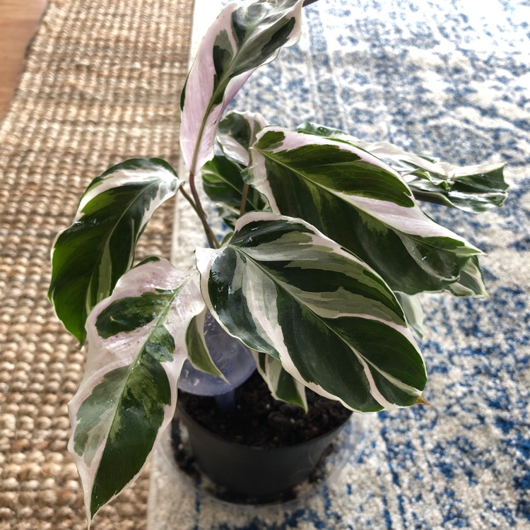 Plant image Calathea White Fusion