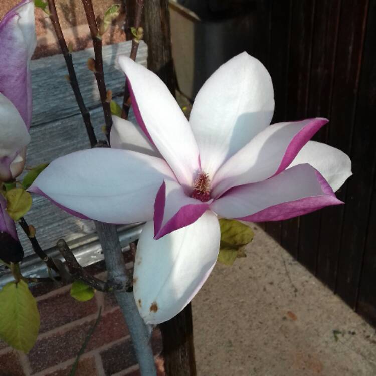 Plant image Magnolia x soulangeana 'Red Lucky'