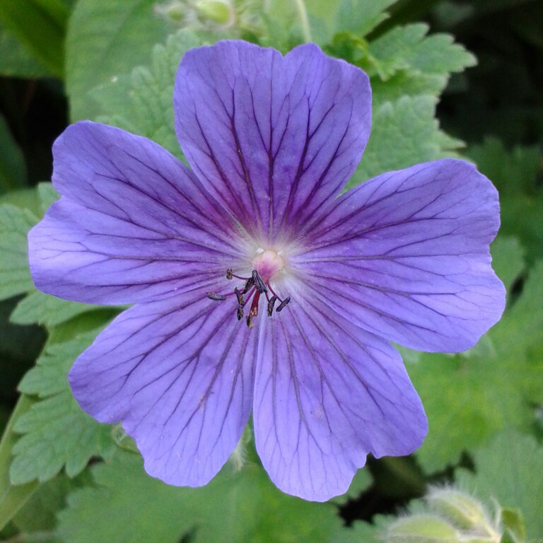 Plant image Geranium wallichianum 'Noorthava' syn. Geranium wallichianum 'Havana Blues'