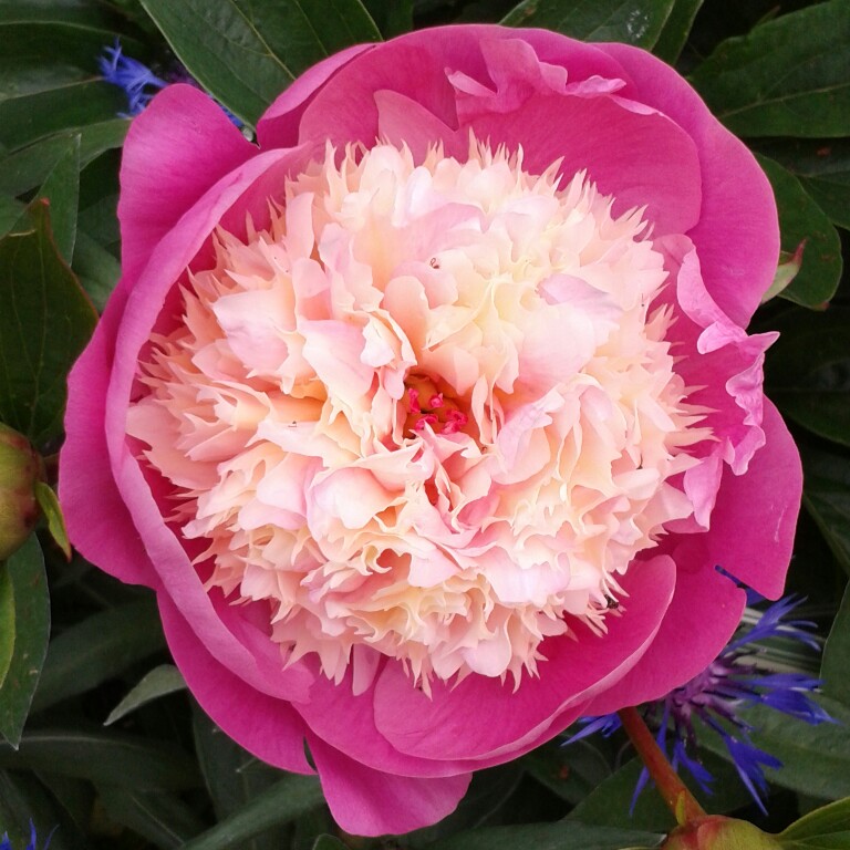 Paeonia lactiflora 'Bowl of Beauty'