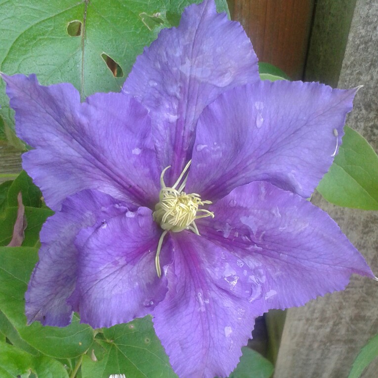 Plant image Clematis 'General Sikorski'