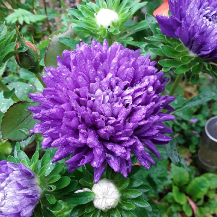 Plant image Aster 'Asteroid Mix'