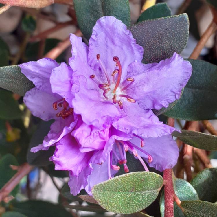 Plant image Rhododendron 'Purple Gem'