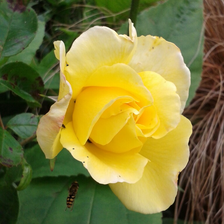 Plant image Rosa 'Korgolgat' syn. Rosa 'Golden Gate'