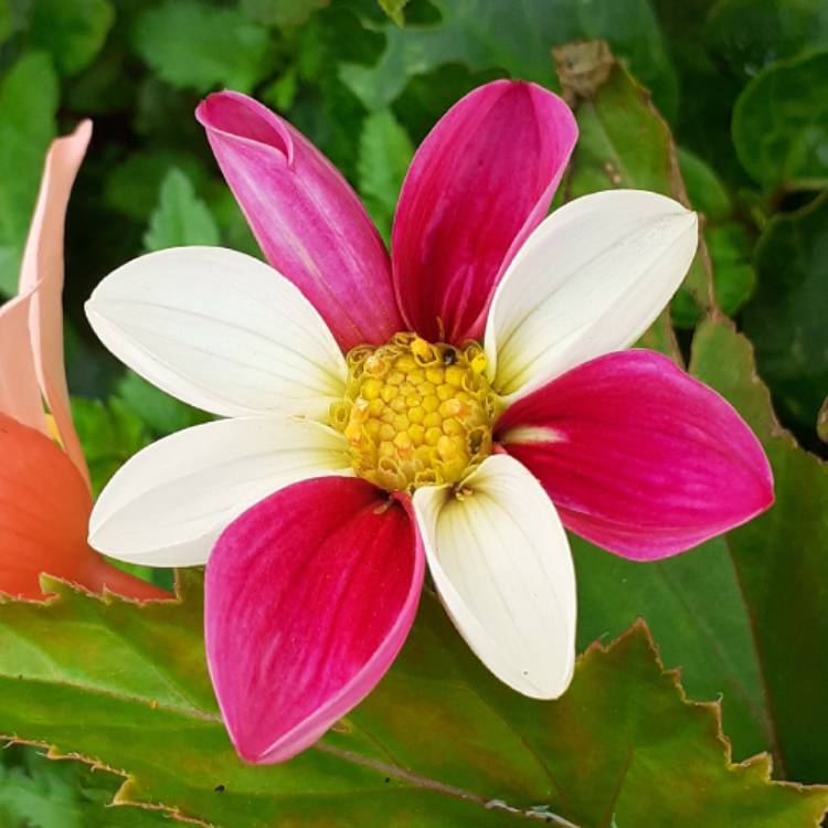 Plant image Dahlia 'Twyning's Smartie'