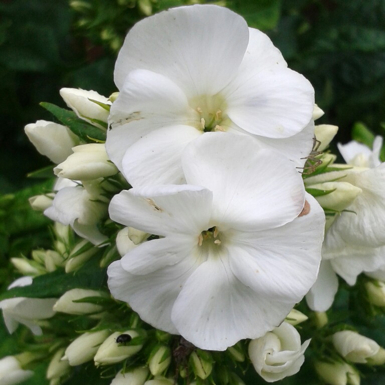 Plant image Phlox paniculata 'Mia Ruys'