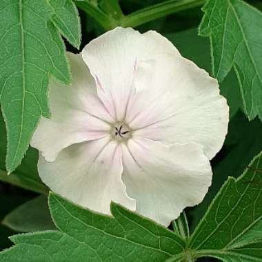 Lychnis coronaria 'Angel's Blush'