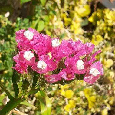 Limonium peregrinum