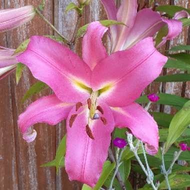 Lilium 'Robina' syn. Lilium 'Pink Explosion'