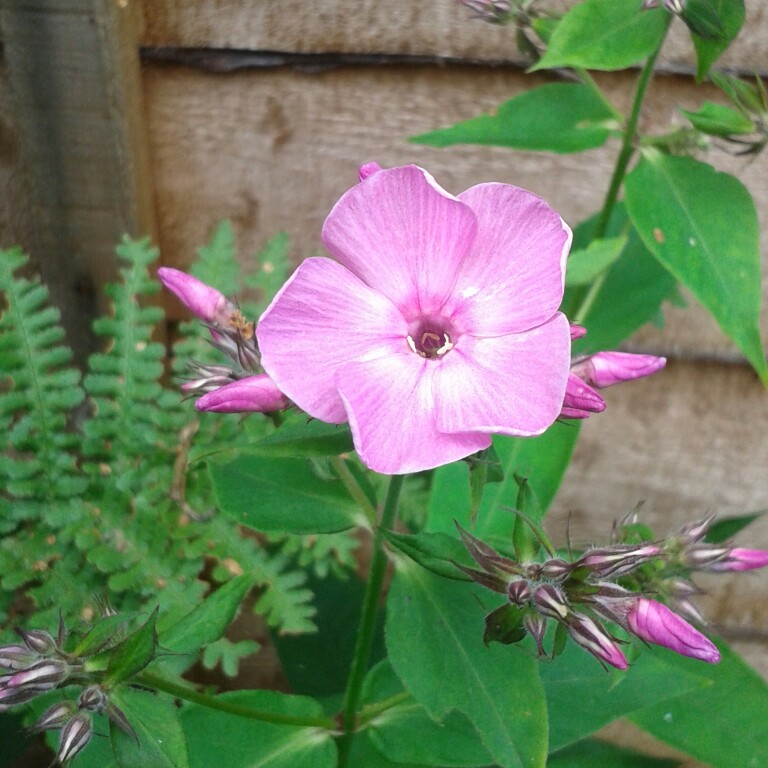 Plant image Phlox paniculata 'Sweet Summer™ Festival'