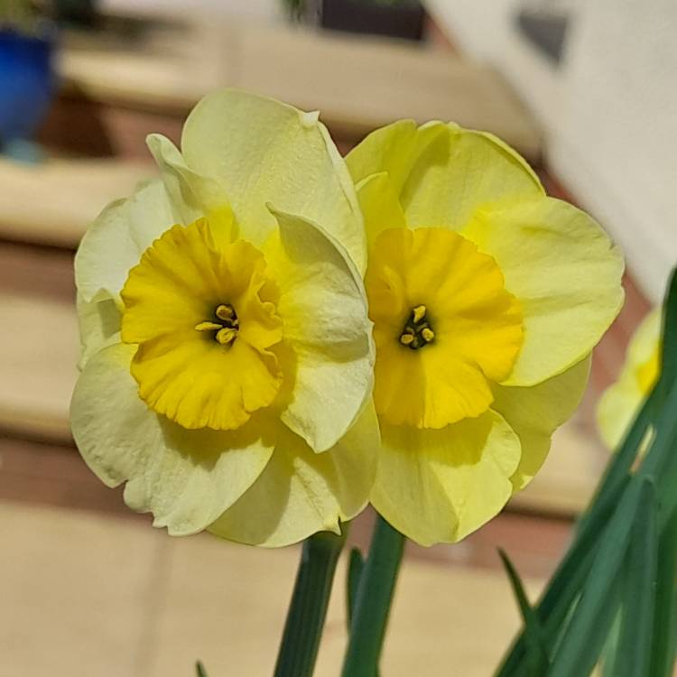 Plant image Narcissus 'Sweet Love'