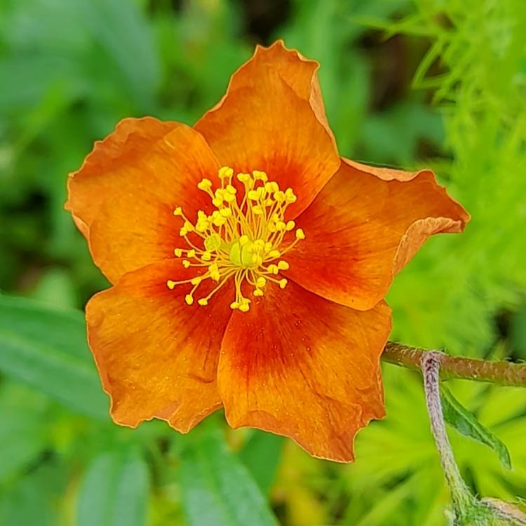 Plant image Helianthemum