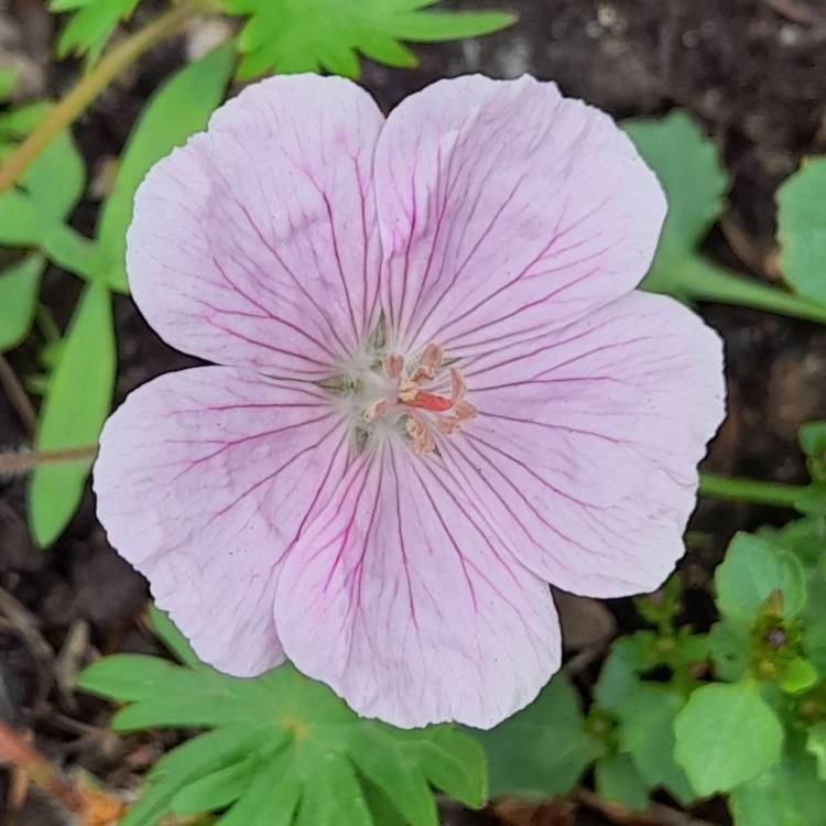 Plant image Geranium sanguineum 'Vision Light Pink' (Vision Series)