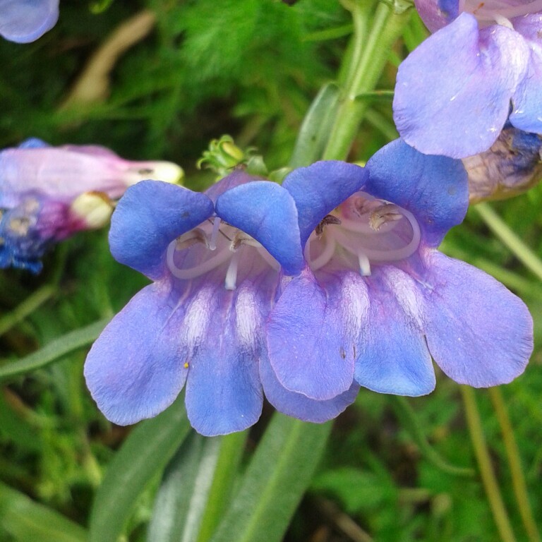 Plant image Penstemon 'Heavenly Blue'