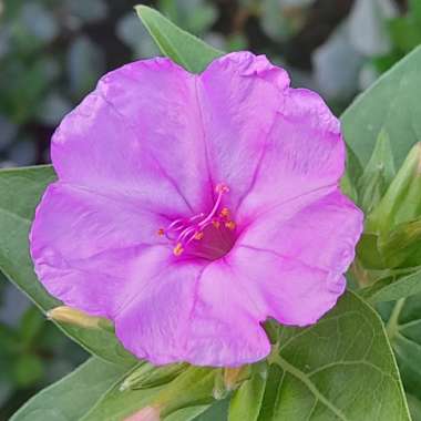 Mirabilis Jalapa