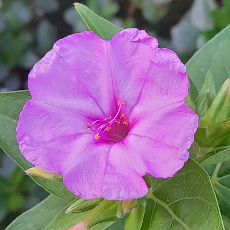 Plant image Mirabilis Jalapa