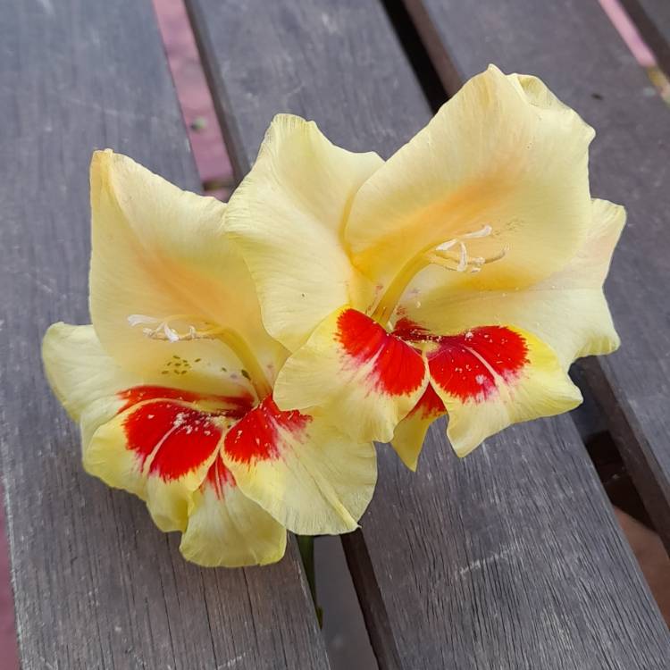 Plant image Gladiolus papilio