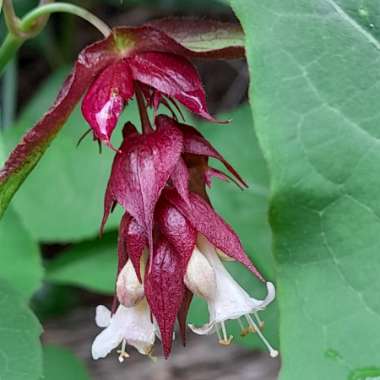 Leycesteria formosa 'Golden Lanterns'