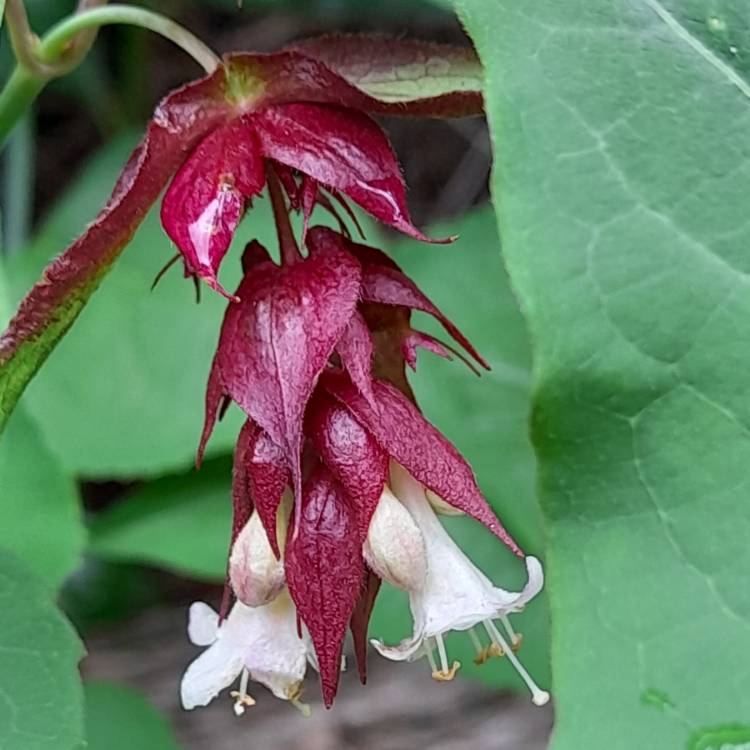 Plant image Leycesteria formosa 'Golden Lanterns'