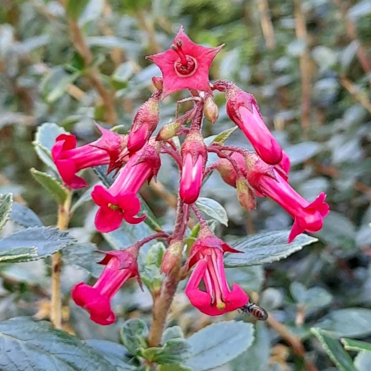 Plant image Escallonia 'Red Elf'