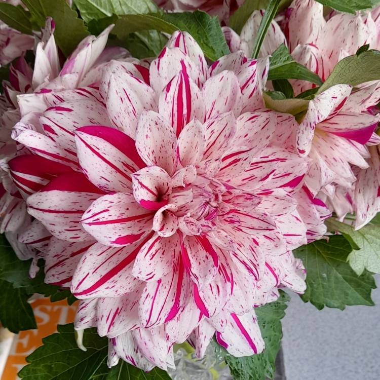 Plant image Dahlia 'Bristol Stripe'