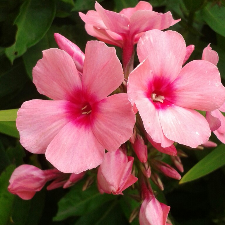 Plant image Phlox Paniculata 'Bright Eyes'