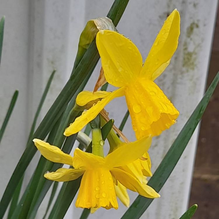 Plant image Narcissus 'Sailboat'