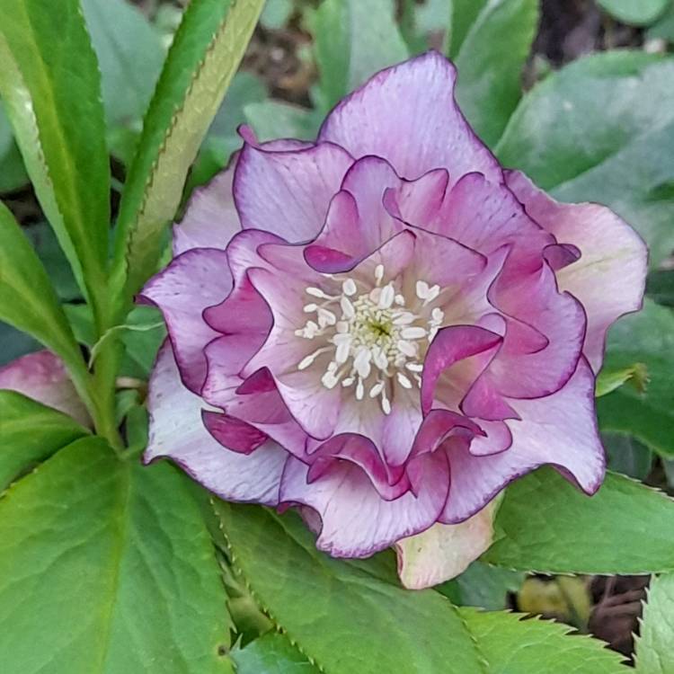 Plant image Helleborus x hybridus 'Double Ellen Picotee' (Double Ellen Series)