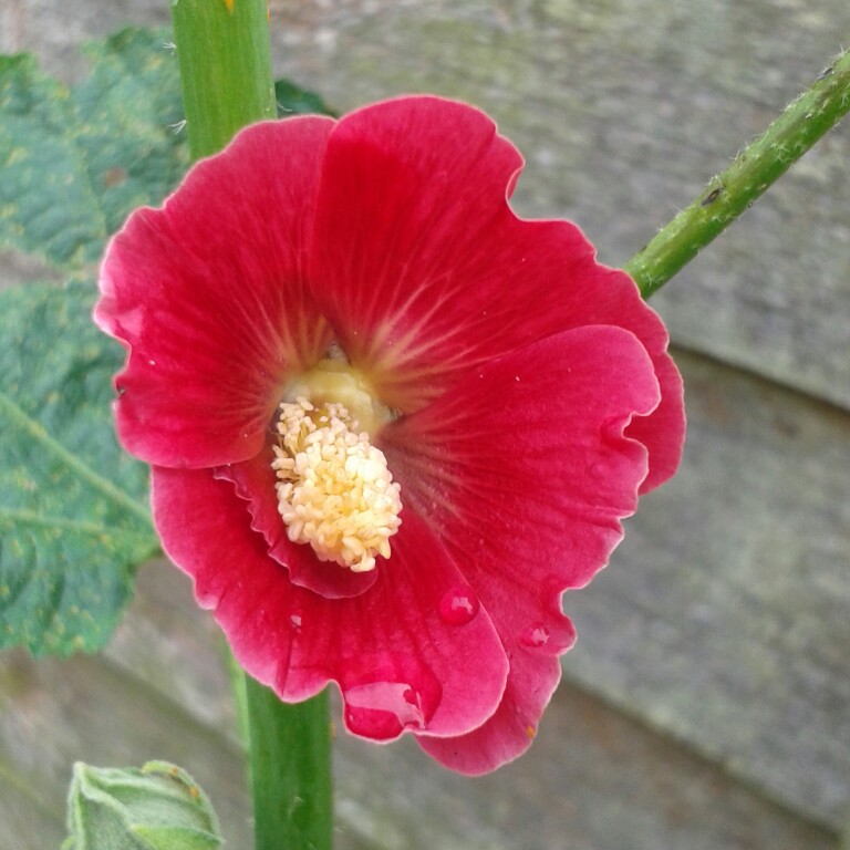 Alcea rosea  syn. Althaea rosea