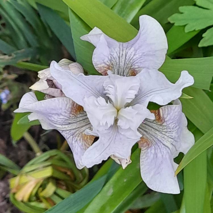 Plant image Iris sibirica