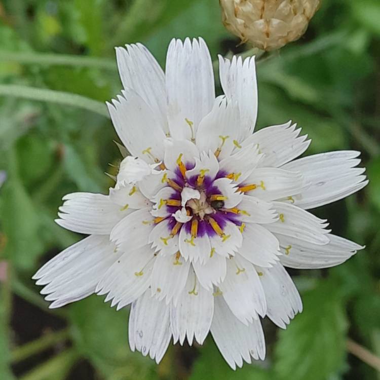 Plant image Catananche Caerulea Alba