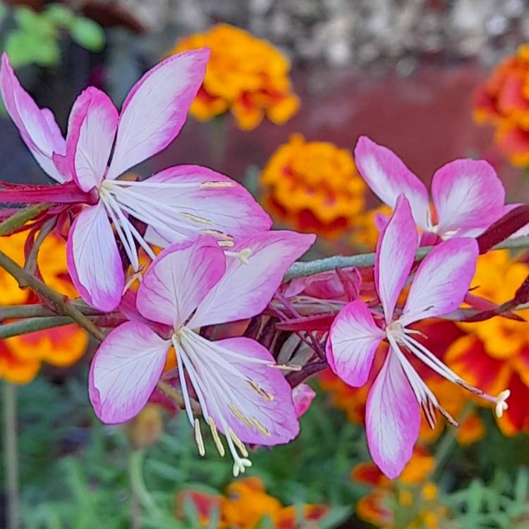 Plant image Oenothera lindheimeri 'Harrosy' syn. Oenothera lindheimeri 'RosyJane', Gaura lindheimeri 'RosyJane'