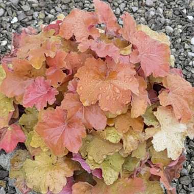 Heuchera 'Caramel'